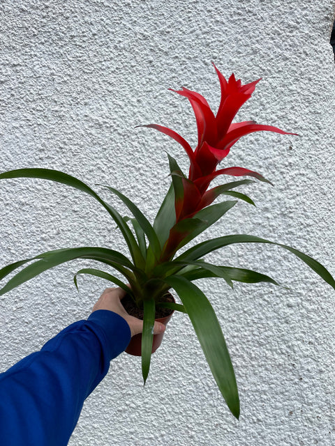 Guzmania 'Allure'
