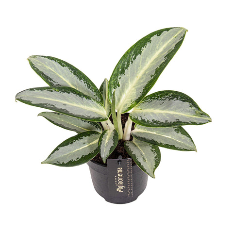 Aglaonema ‘Silver Blue’ – Chinese Evergreen