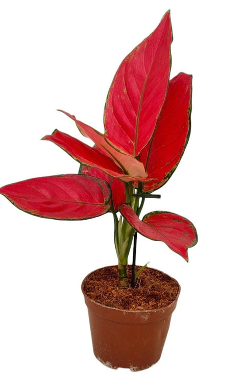 Aglaonema ‘Beautiful Red’ – Chinese Evergreen