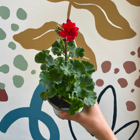 Pelargonium - Red Geranium