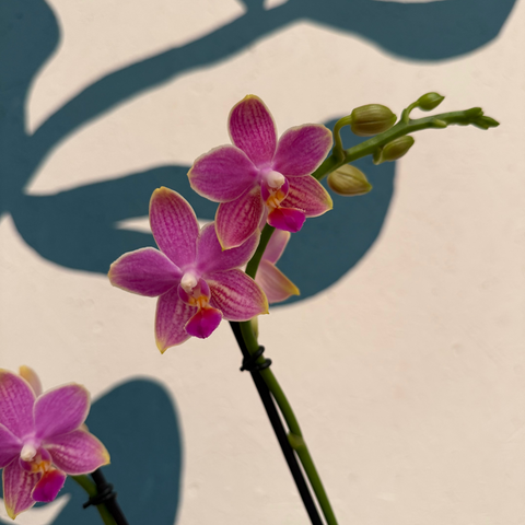 Phalaenopsis – Rosa Picotee Duftende Nachtfalter-Orchidee