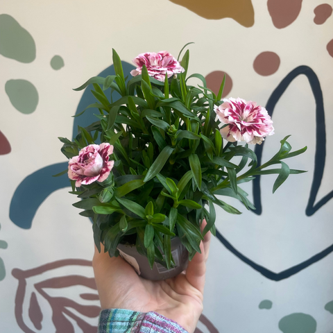 Dianthus - Topfnelken (Mischung)