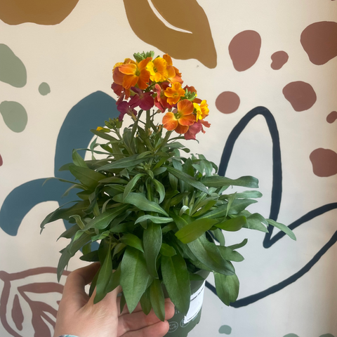 Erysimum 'Leya Orange Glow' - Wallflower