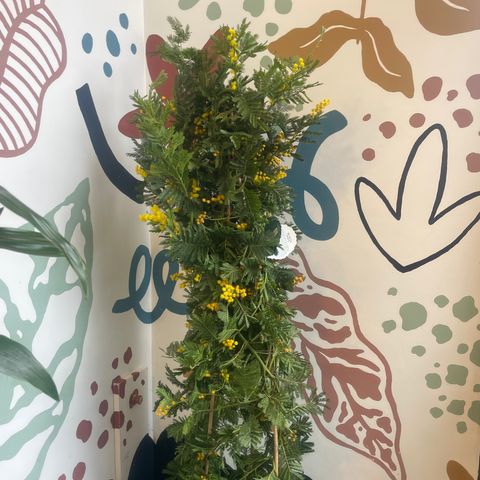 Mimosa ‘Gaulois’ – Silver Wattle