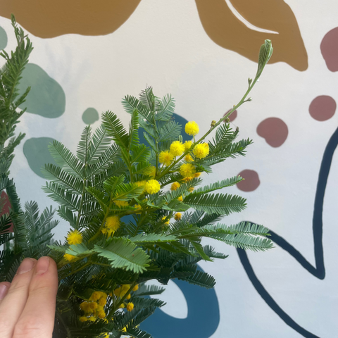 Mimosa ‘Gaulois’ – Silver Wattle