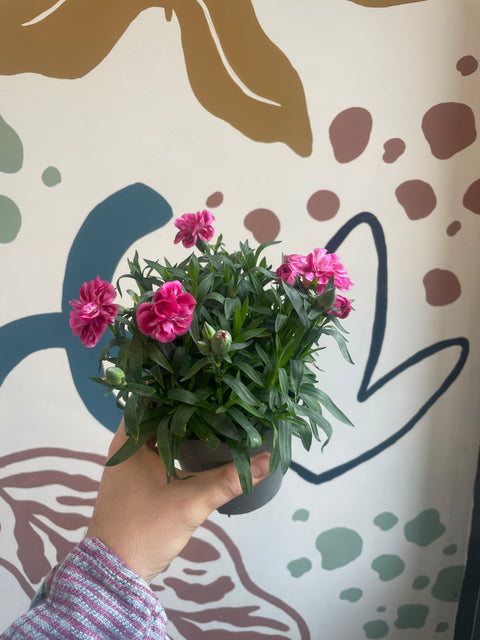 Dianthus - Topfnelken (Mischung)