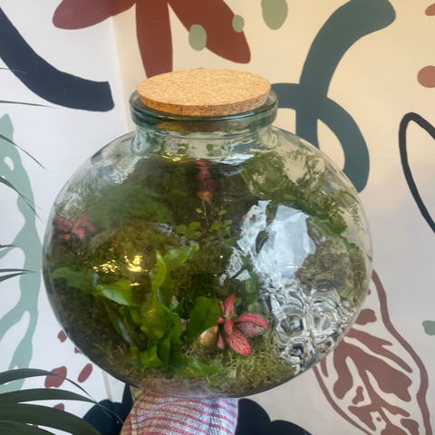 Olly Bioaktives Terrarium