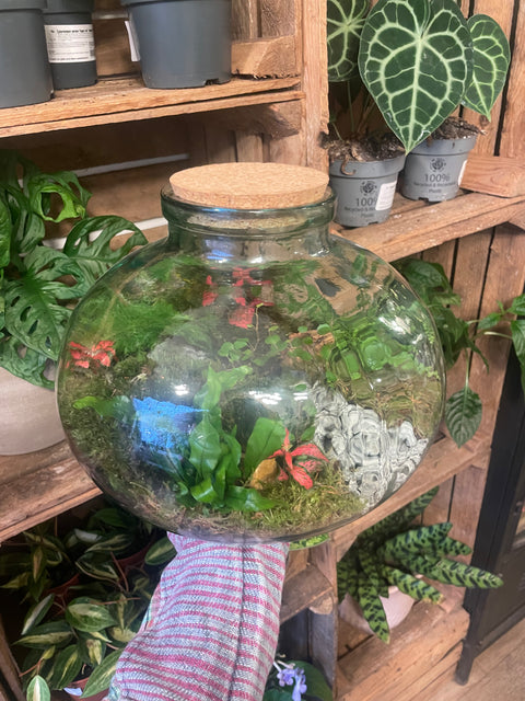 Olly Bioaktives Terrarium