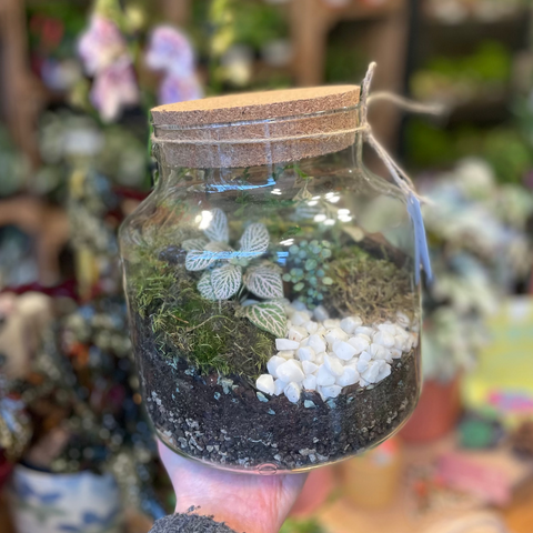 Short Mathew / Chela - Bioaktives Terrarium