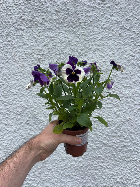 Viola & Pansy - Mixed - British Grown