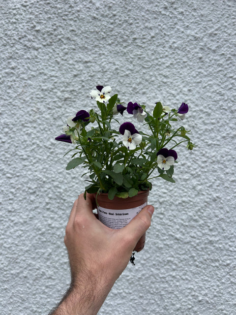 Viola & Pansy - Mixed - British Grown