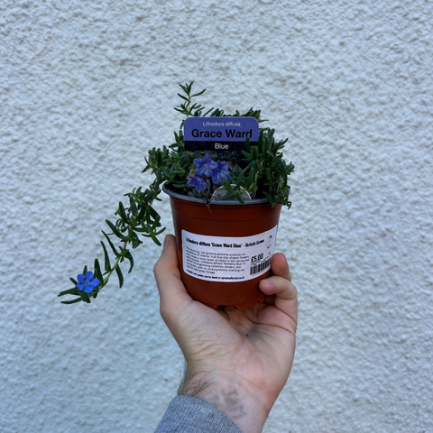 Lithodora diffusa ‘Grace Ward Blue’ - British Grown