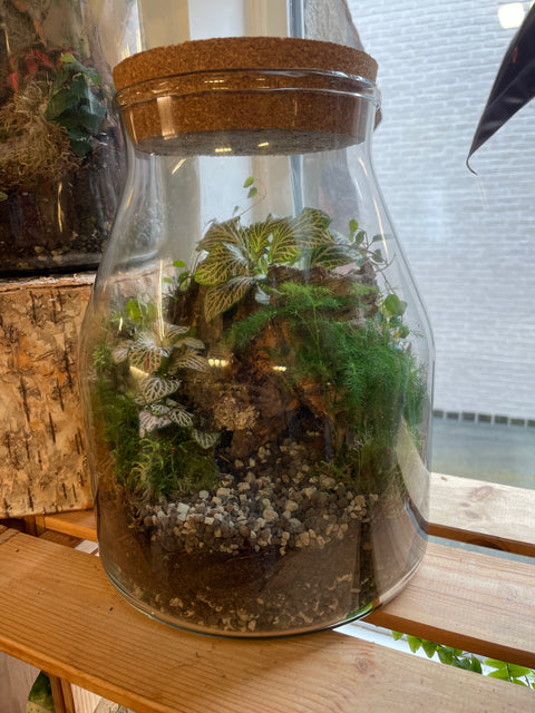 Janinne Bioaktives Terrarium