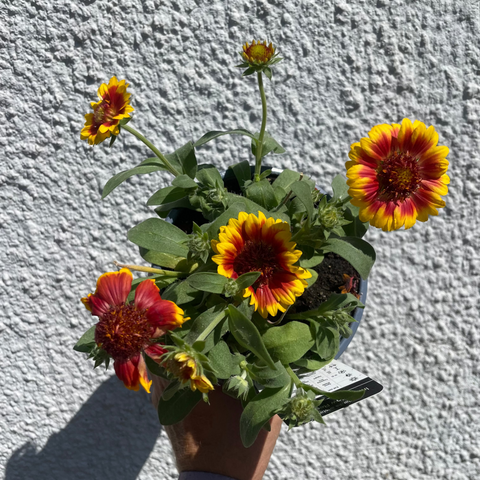 Gaillardia aristata 'Indy Yellow Red Ring' - Kokardenblume - Britisch gezogen