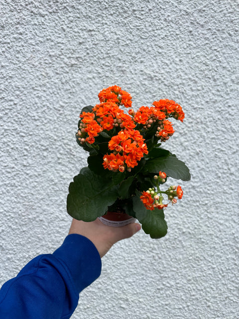 Kalanchoe blossfeldiana - Bright Orange Flaming Katy