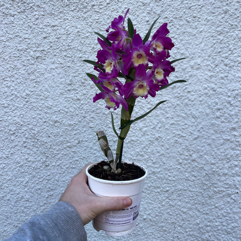 Dendrobium nobile 'Lila' - Purple Noble Orchid