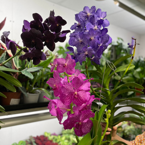 Orquídea Vanda - Vandácea