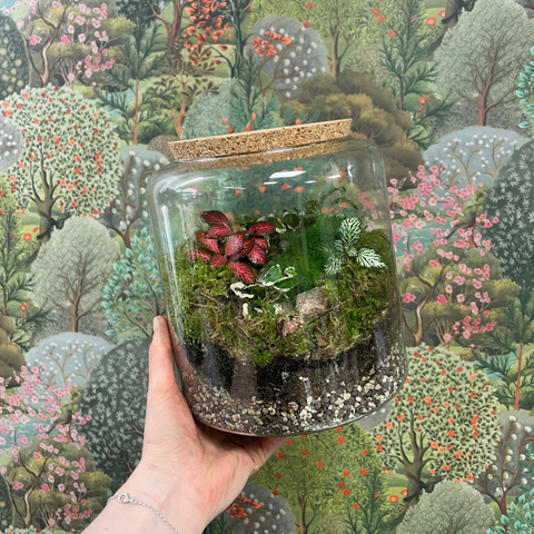 Mari - Bioactive Terrarium