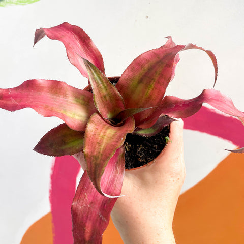 Cryptanthus bivittatus ‘Strawberry Flambee’ – Estrella de la Tierra