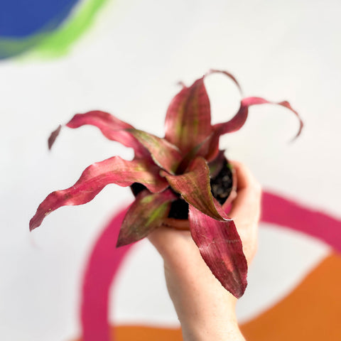 Cryptanthus bivittatus ‘Strawberry Flambee’ – Estrella de la Tierra