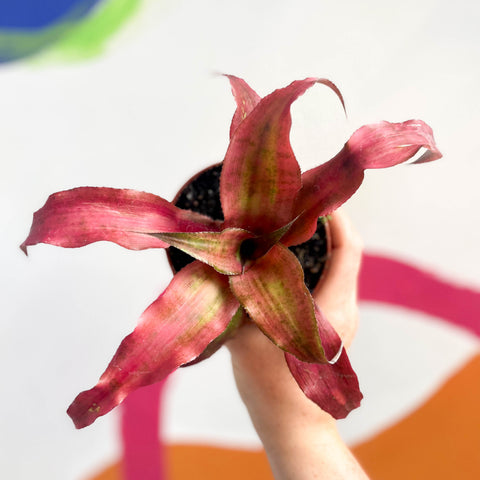 Cryptanthus bivittatus ‘Strawberry Flambee’ – Estrella de la Tierra