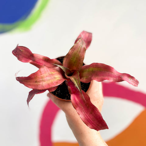 Cryptanthus bivittatus ‘Strawberry Flambee’ – Estrella de la Tierra