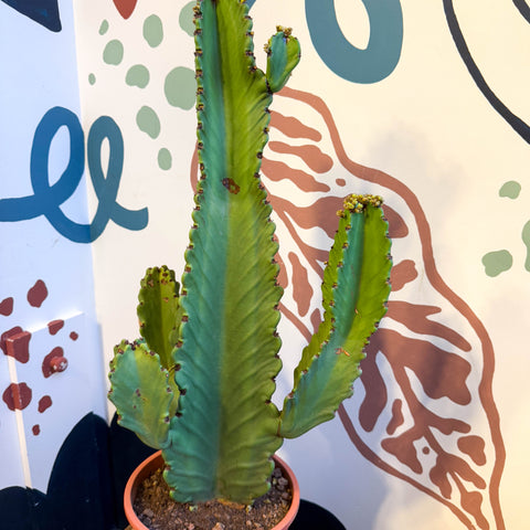 Euphorbia ingens - Kandelaberwolfsmilch