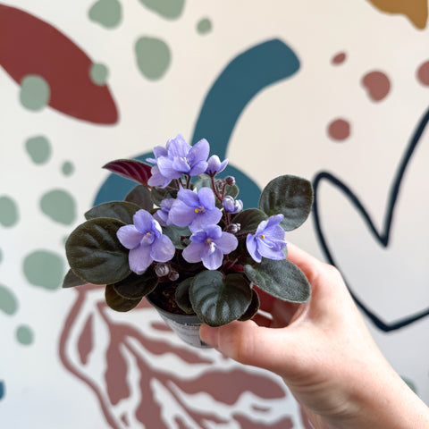 Saintpaulia – Pale Blue Mini African Violet