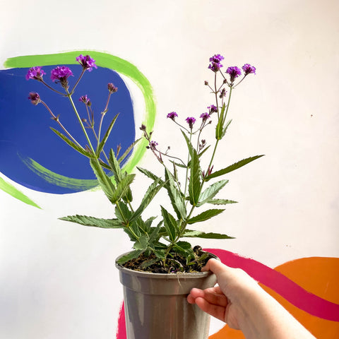 Slender Vervain - Verbena rigida - Cotswold Grown Perennial