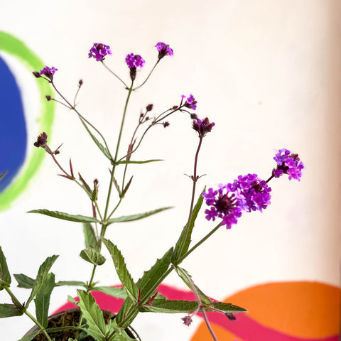 Slender Vervain - Verbena rigida - Cotswold Grown Perennial