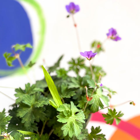 Cranesbill - Geranium 'Rozanne' - Cotswold Grown Perennial