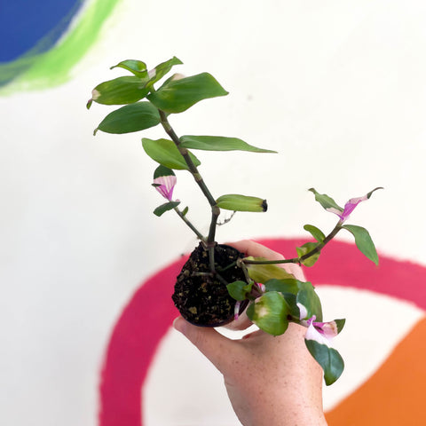 Inch Plant - Tradescantia fluminensis 'Maiden's Blush' - Welsh Grown