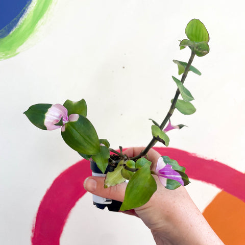 Inch Plant - Tradescantia fluminensis 'Maiden's Blush' - Welsh Grown