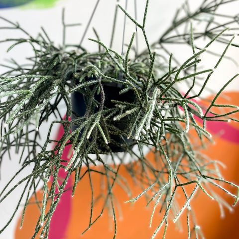 Rhipsalis pilocarpa - Mouse Tail Cactus