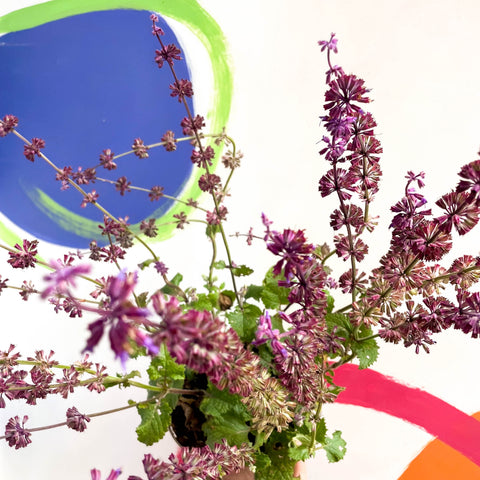 Salvia verticillata 'Purple Rain' - Cotswold Grown Perennial