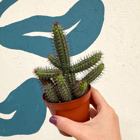 Euphorbia baioensis