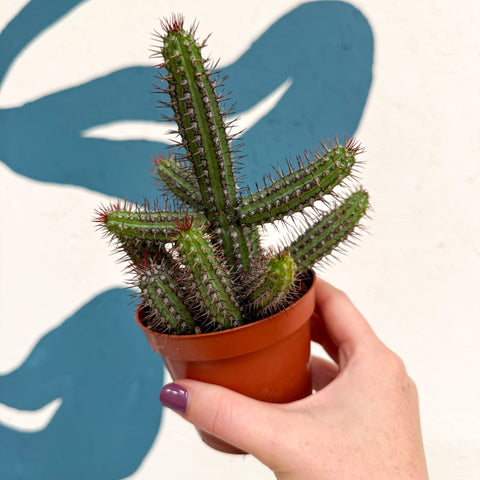 Euphorbia baioensis