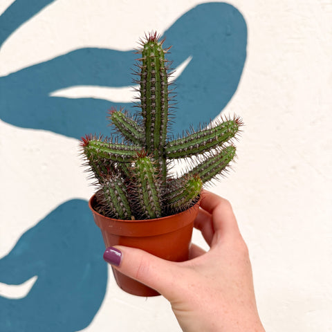 Euphorbia baioensis