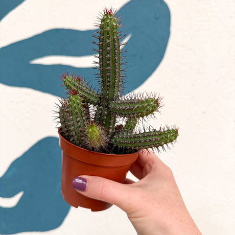 Euphorbia baioensis