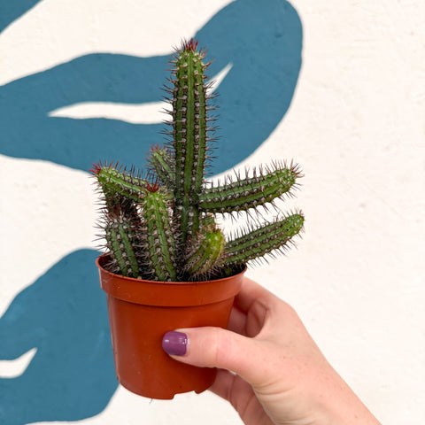 Euphorbia baioensis