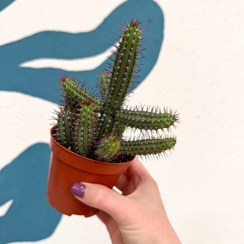 Euphorbia baioensis