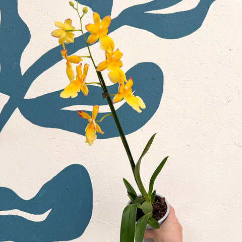 Oncidopsis × ‘Yellow Nelly Isler’ – Yellow Cambria Orchid
