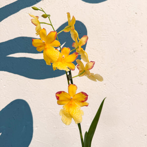 Oncidopsis × ‘Yellow Nelly Isler’ – Yellow Cambria Orchid