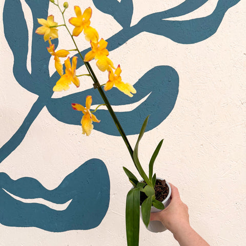 Oncidopsis × ‘Yellow Nelly Isler’ – Yellow Cambria Orchid