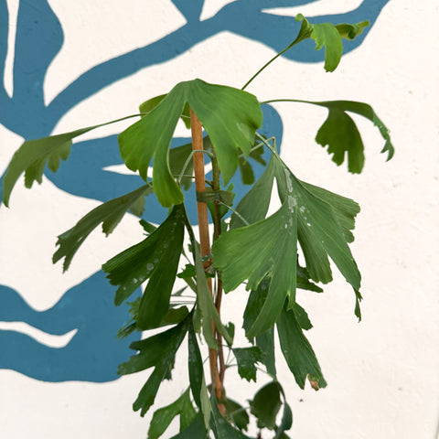 Ginkgo biloba - Maidenhair Tree