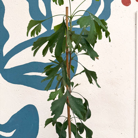 Ginkgo biloba - Maidenhair Tree