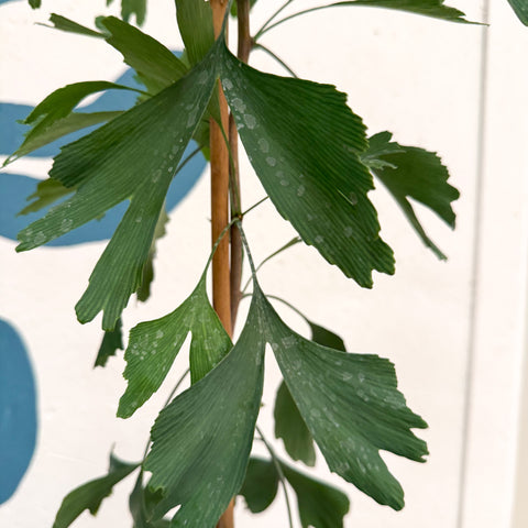 Ginkgo biloba - Maidenhair Tree