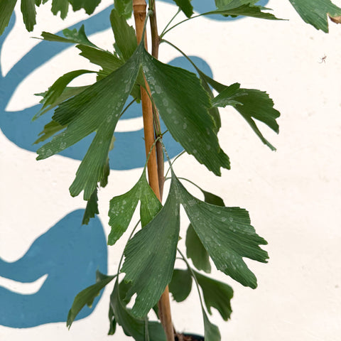 Ginkgo biloba - Maidenhair Tree