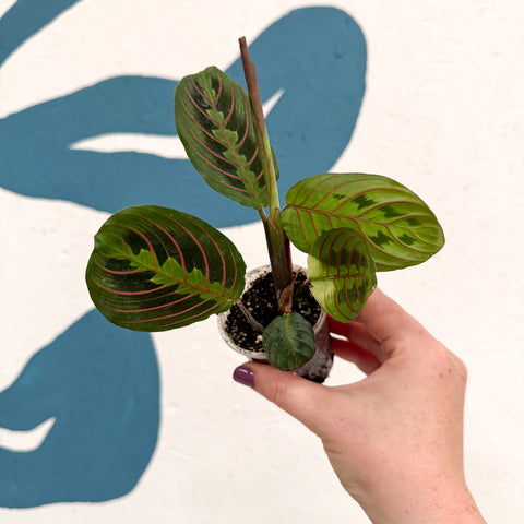 Maranta leuconeura 'Fascinator Tricolor' - Prayer Plant