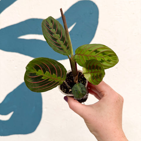 Maranta leuconeura 'Fascinator Tricolor' - Prayer Plant